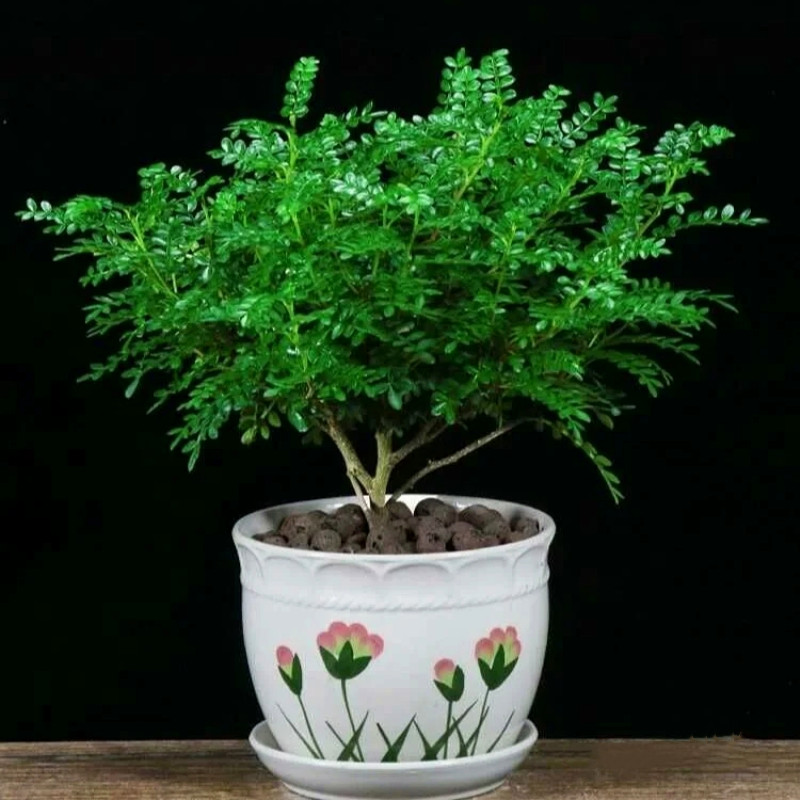 芳香植物盆栽阳台庭院观叶蚊虫