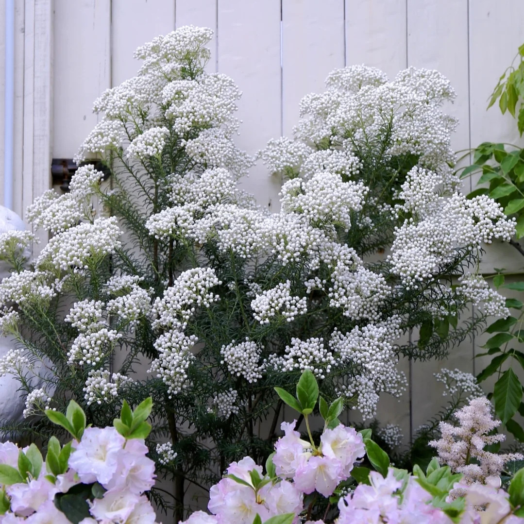 澳洲米花小雪球盆栽阳台庭院冬季多年生木本耐寒植物爆米花花苗