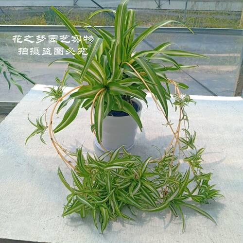 金边吊兰金心吊兰盆栽室内垂吊植物阳台庭院多年生绿植花卉包邮 - 封面