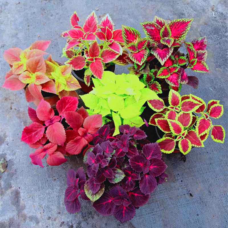 Coleus Scindapsus Office Potted plant Sansevieria Gardenia Asparagus Indoor plants Flower Pot Hydroponic plantsin the Flower delivery/Flowers simulation/Plants gardening , Flowers/Potted plants (New) , Plants  category - from Buy2taobao.com to provide professional Taobao agent buy service