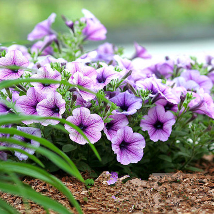 垂吊矮牵牛盆栽花苗室外绿植阳台花卉多年生冬季耐寒花期长盆栽