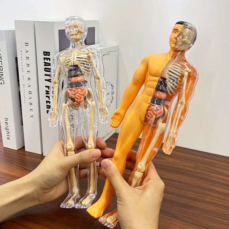 3D Human Body Torso Model For Kid, Anatomy, Skeleton, Remova