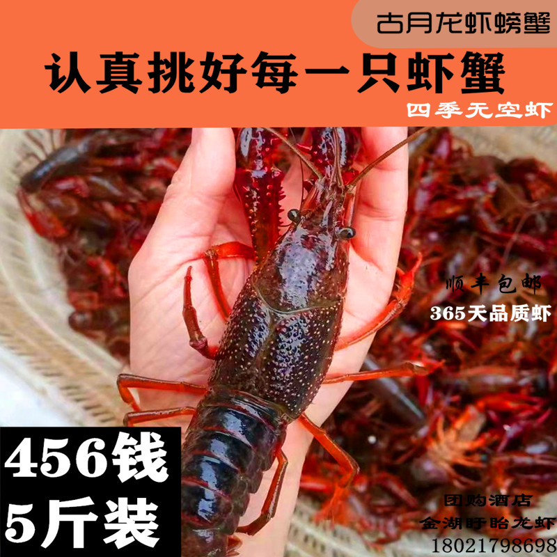 鲜活龙虾龙虾古月新鲜