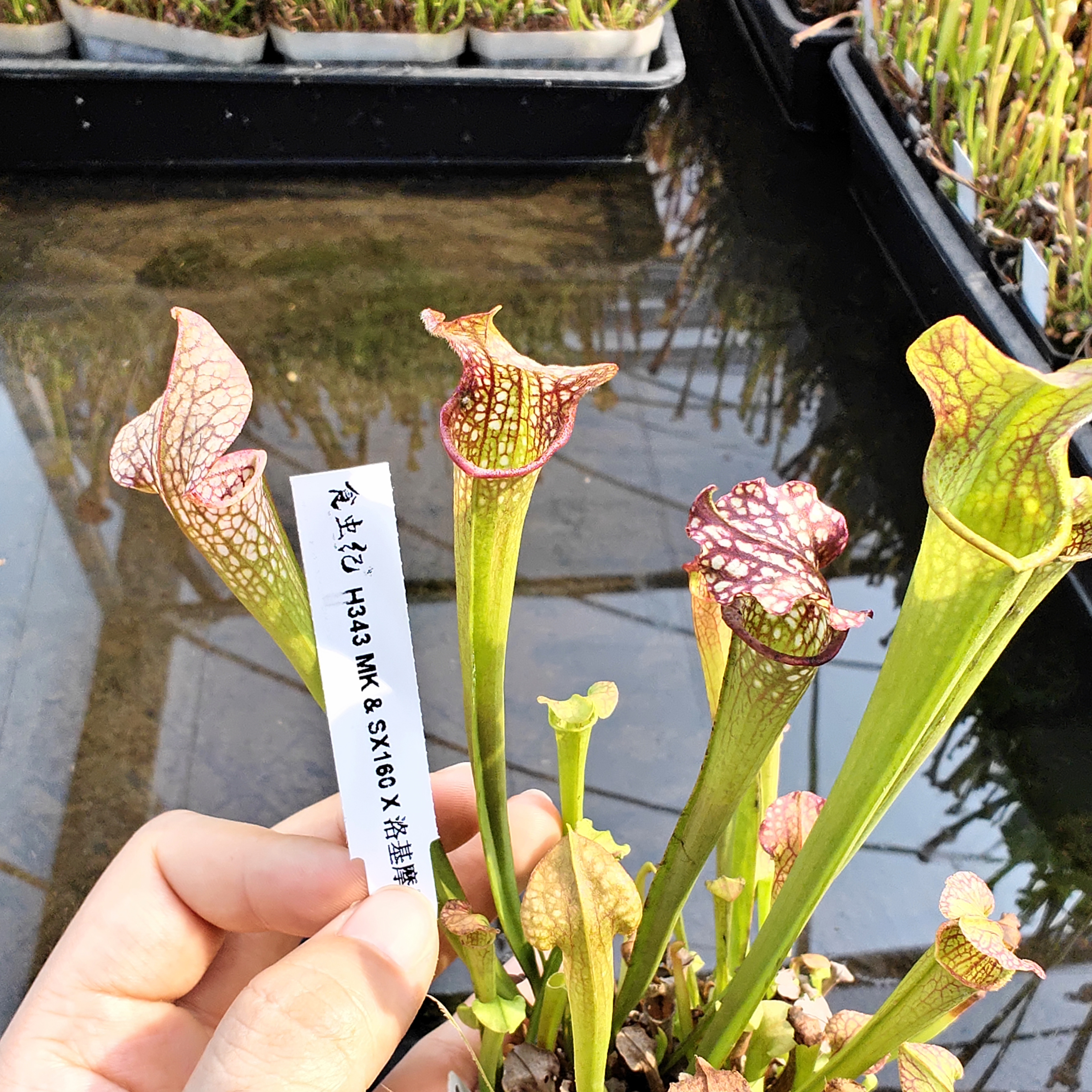 H334 MK & SX160 x 洛基摩尔食虫植物盆栽捕蝇草茅膏菜多肉盆栽