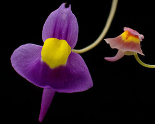威尔维茨狸藻 食虫草捕蝇草吃虫植物茅膏菜捕虫堇