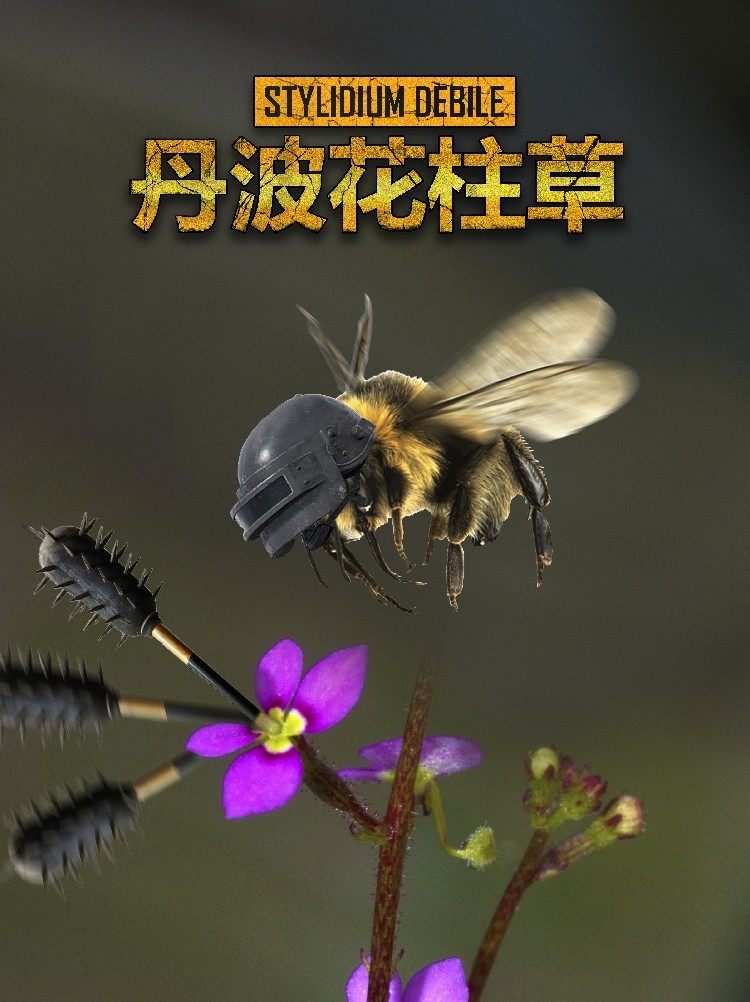 丹波花柱草stylidium debile暴打昆虫的有趣植物食虫植物趣味