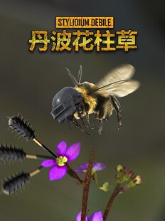 丹波花柱草Stylidium debile暴打昆虫的有趣植物食虫植物趣味