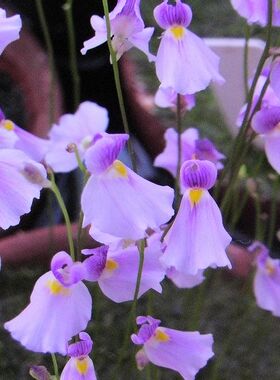 布朗歇狸藻 Utricularia blanchetii捕虫堇小型食虫植物桌面盆栽