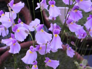 布朗歇狸藻 Utricularia blanchetii捕虫堇小型食虫植物桌面盆栽