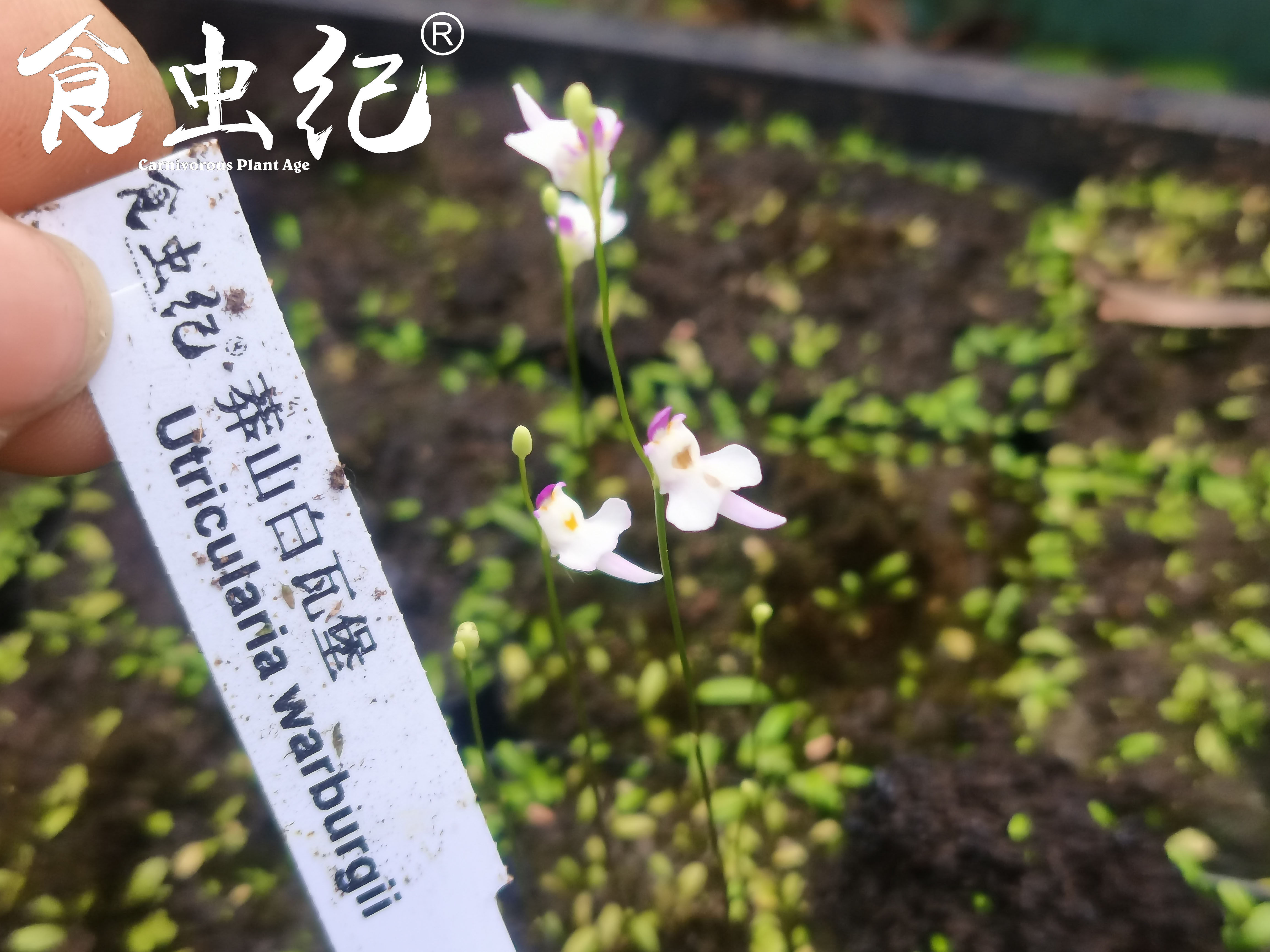 莽山白瓦堡狸藻—utricularia warburgii(龙骨瓣狸藻组—陆生)