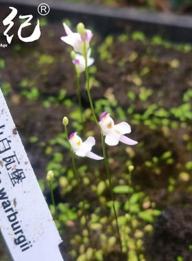 莽山白瓦堡狸藻—Utricularia warburgii（龙骨瓣狸藻组—陆生）