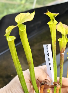 F257 MK x F64 PW瓶子草 实生捕蝇草猪笼草茅膏菜驱蚊草多肉盆栽