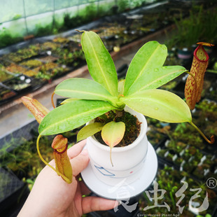 米兰达 猪笼草大型  热带雨林造景微景观植物食人花种好发货特价