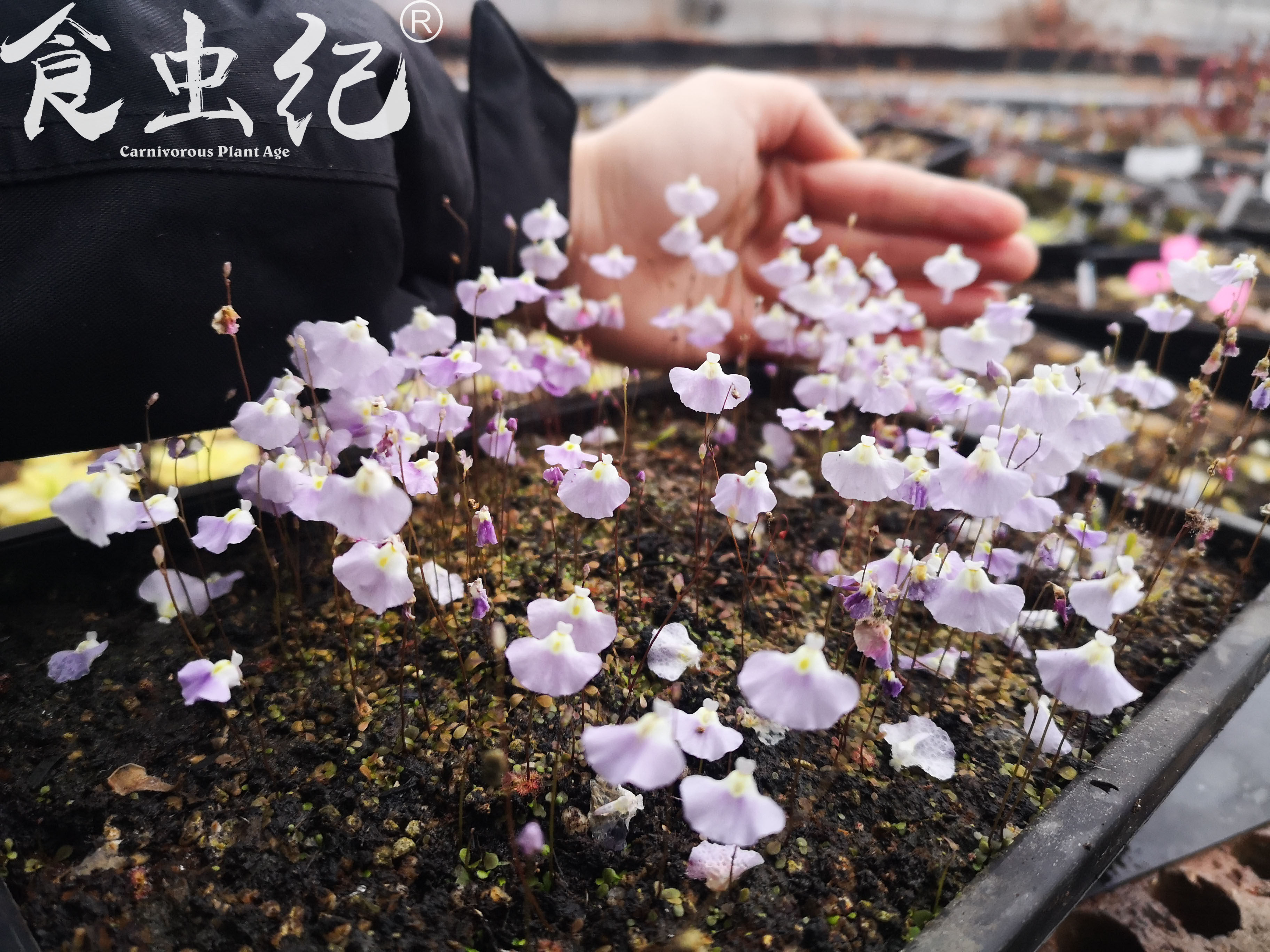 宽瓣利维达墨西哥利维达 utricularia livida f. mexico 稀有狸藻