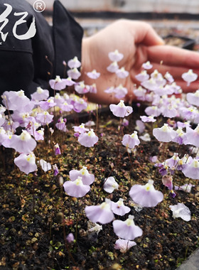 宽瓣利维达墨西哥利维达 Utricularia livida f. mexico 稀有狸藻