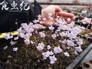 宽瓣利维达墨西哥利维达 Utricularia livida f. mexico 稀有狸藻