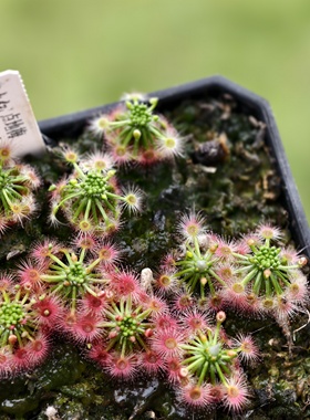 点地梅迷你茅膏菜-Drosera androsacea（旱地种）