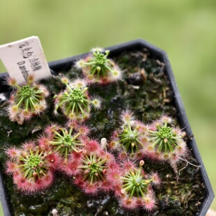 点地梅迷你茅膏菜-Drosera androsacea（旱地种）
