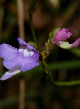 三齿狸藻-Utricularia tridentata食虫植物（三色花狸藻）