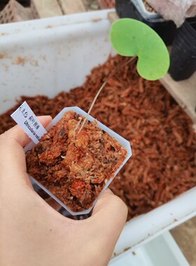 荷叶狸藻-Utricularia nelumbifolia（兰花狸藻组—附生狸藻）