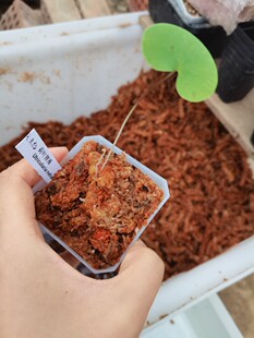 荷叶狸藻-Utricularia nelumbifolia（兰花狸藻组—附生狸藻）