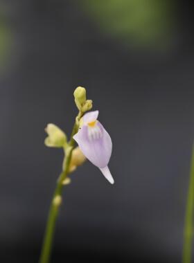 长距狸藻Utricularia caerulea 捕蝇草茅膏菜捕虫堇
