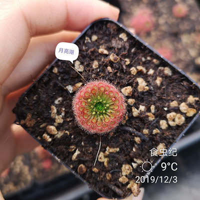 食虫植物茅膏菜迷你造景冬芽