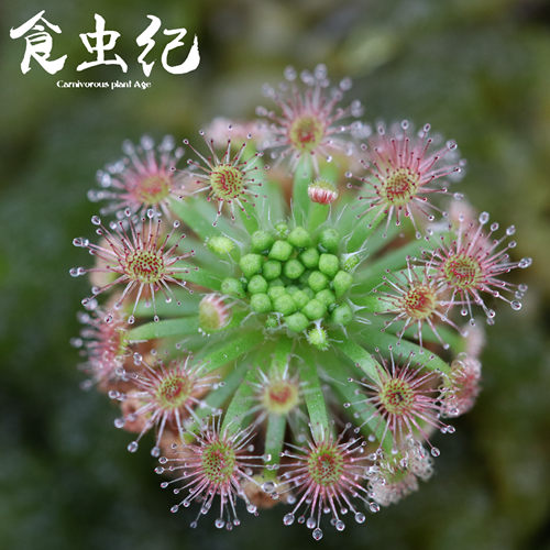 食虫植物迷你造景冬芽