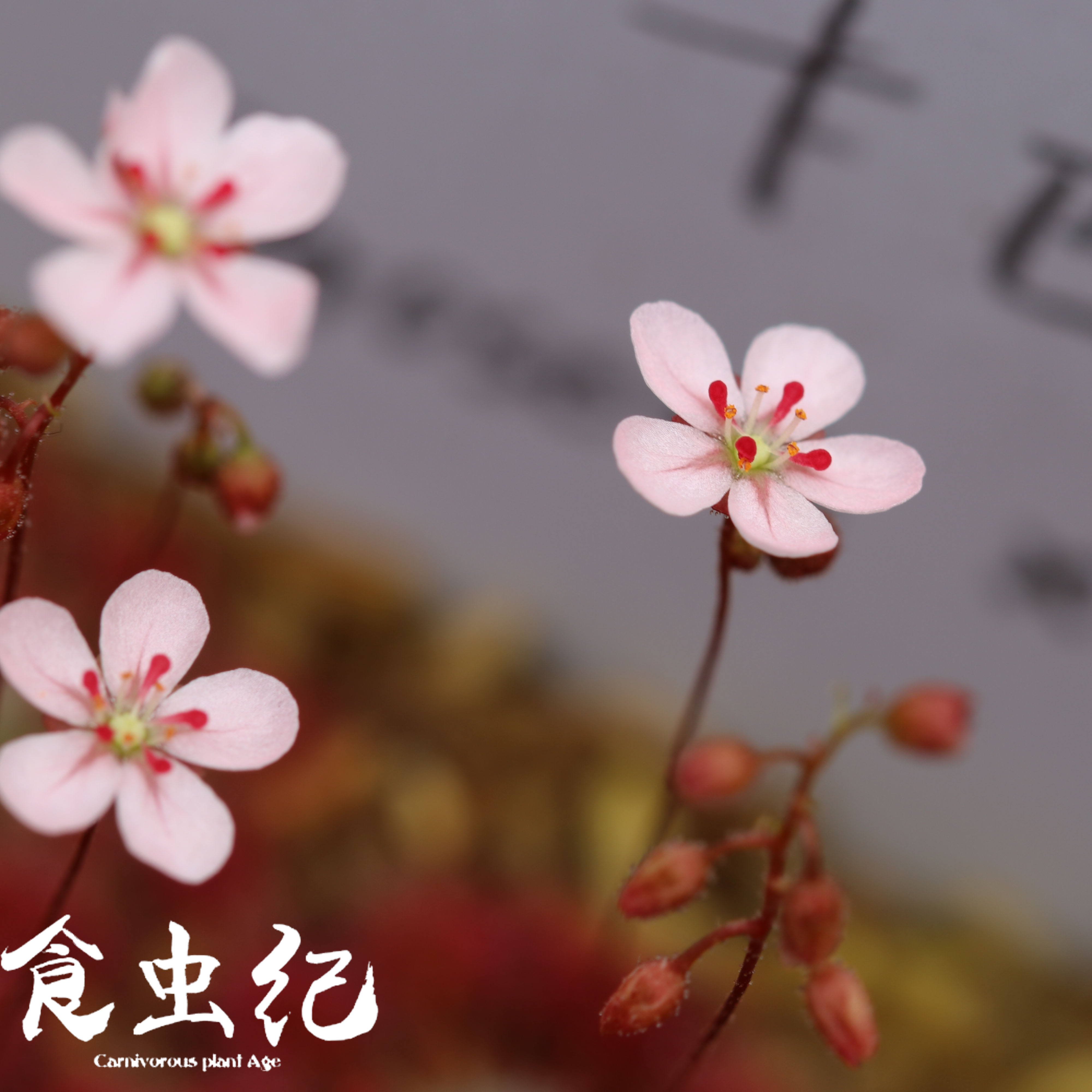 食虫植物迷你造景缸迷你茅冬芽