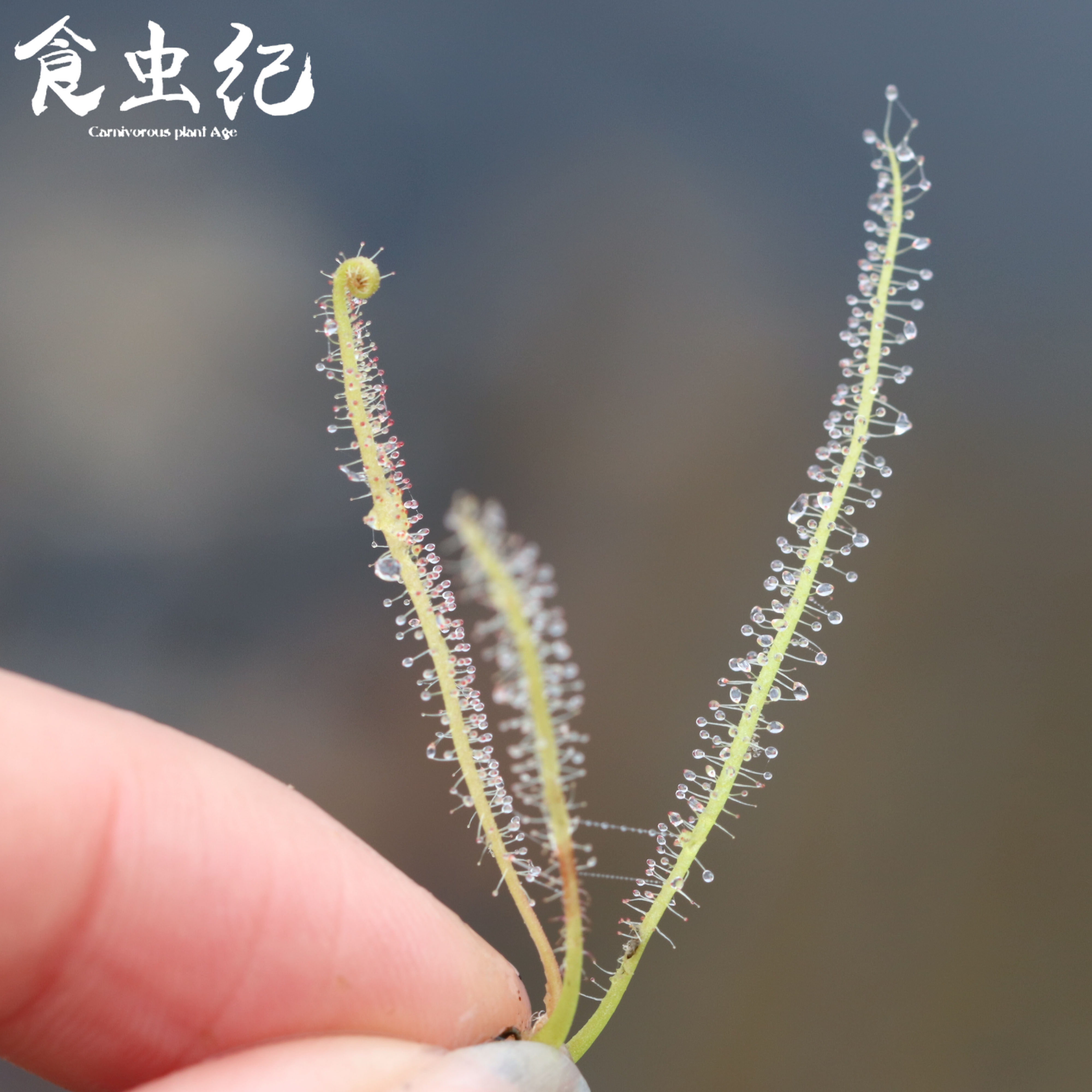 绿丝叶茅膏菜 食虫纪食虫植物盆栽食虫草食人花大型捕蚊草食蝇草