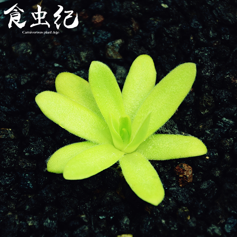 阿芙罗狄蒂捕虫堇巨型驱蚊食虫纪食虫植物办公室桌面绿植盆栽礼物
