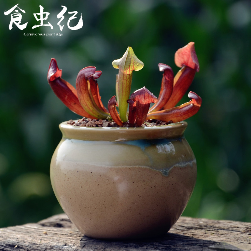 食虫纪|查尔逊瓶子草(S.x chelsonii)办公室盆栽食虫植物绿植盆栽,鲜花速递/花卉仿真/绿植园艺,食虫植物,淘宝优惠券,粉丝福利购,淘宝优惠卷