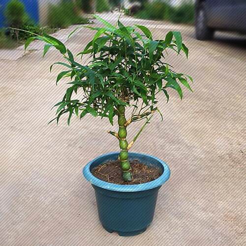 佛肚竹罗汉竹苗竹子佛肚竹盆景花卉佛肚竹大苗佛肚竹盆栽植物包邮