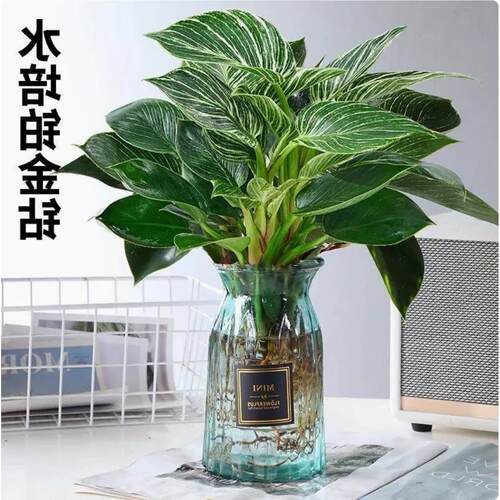 水培铂金钻锦化绿公主室内盆栽北欧绿植高颜值夏季书房植物