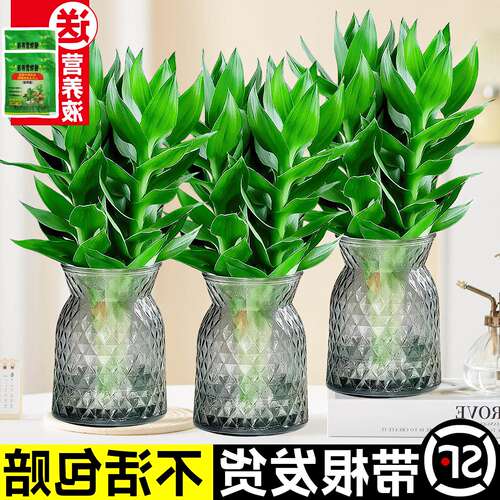 水培观音竹带根室内水养植物花卉懒人绿植好养易活客厅办公桌面