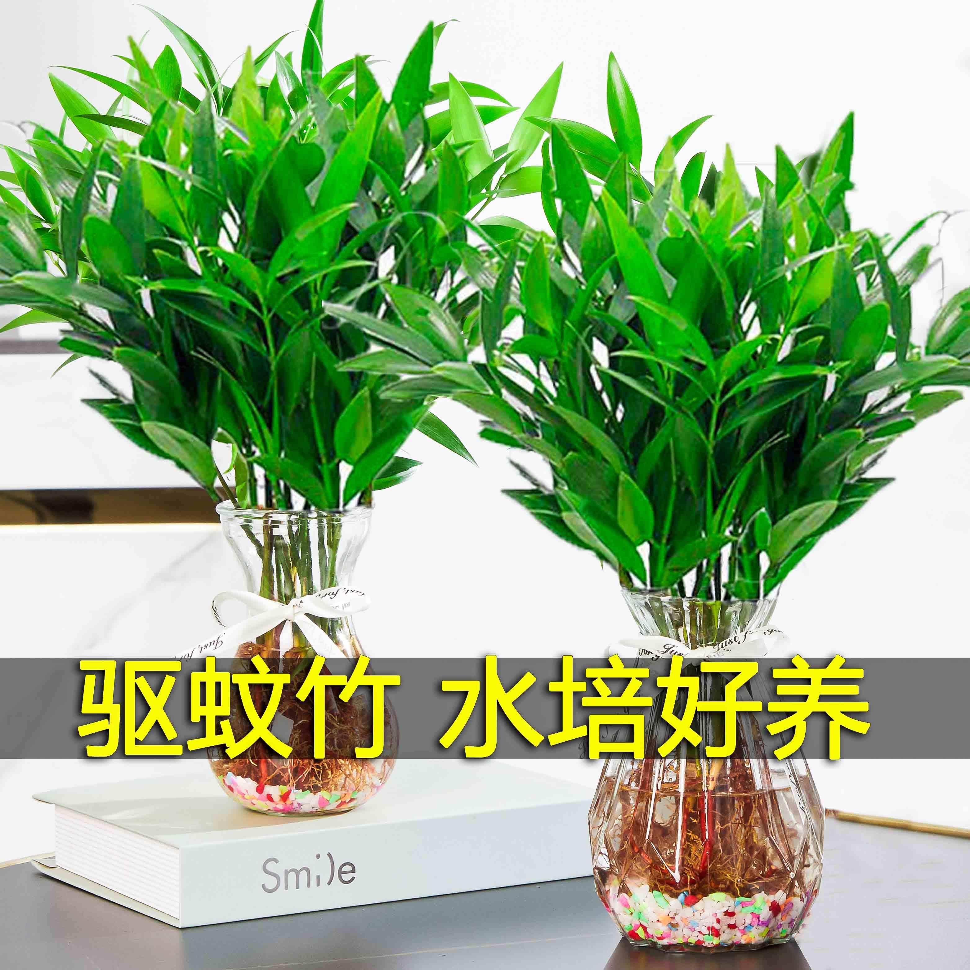 水培驱蚊竹柏富贵竹水养植物苗室内客厅桌面绿植盆栽花卉四季常青