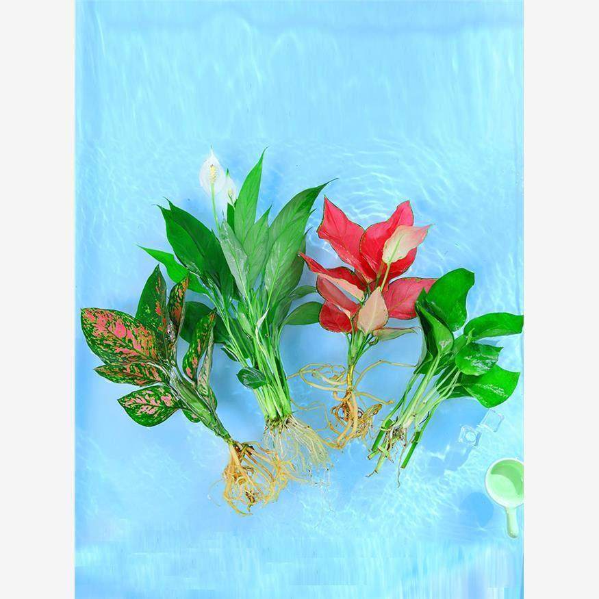 植物利吉红室内花卉盆栽绿植里香水养发竹财树绿水萝九富贵培大全