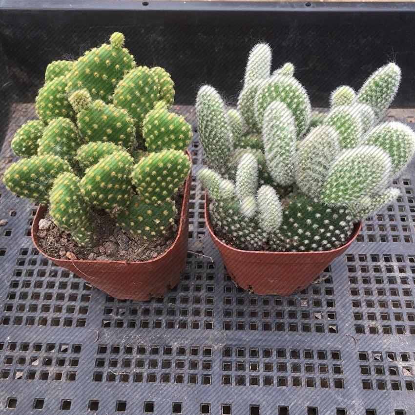 兔耳仙人掌多肉植物黄毛掌白毛掌肉肉绿植盆栽办公室内防花卉