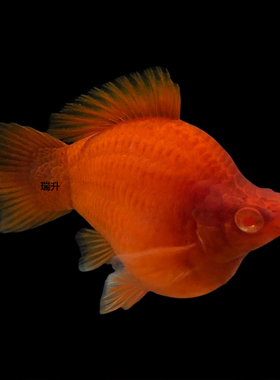 红剑球鱼红箭球体高鳍菊花帆红剑鱼胎生鱼大肚孕母热带鱼观赏鱼