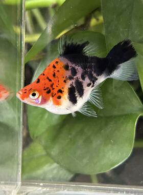 三色红剑球鱼球体红箭鱼玛丽鱼胎生鱼孕母鱼苗热带观赏鱼稀少品种