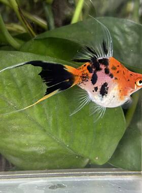 三色燕尾球剑鱼高鳍燕尾球体红剑鱼胎生鱼孕母热带观赏鱼稀少品种