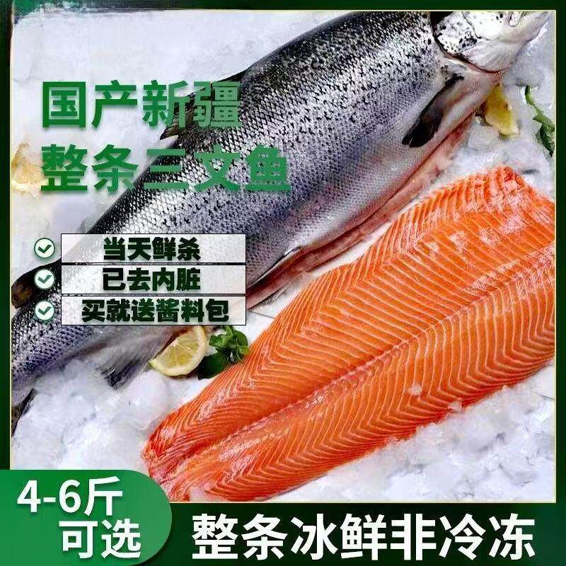 国产新疆三文鱼4-6斤冰鲜整条一整只刺身中断免费开片去刺即食