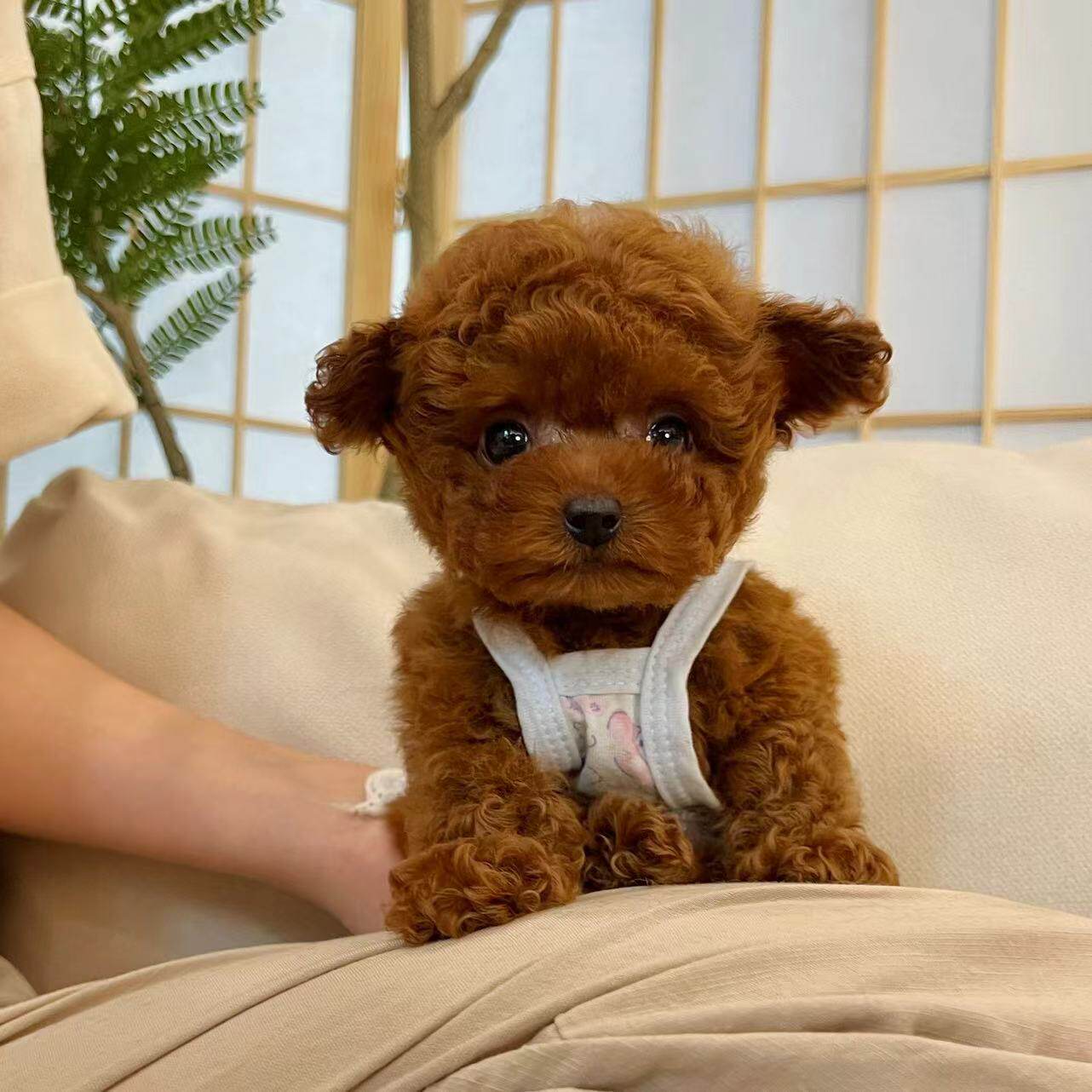 名士宠物 出售活体玩具体贵宾香槟色长不大小体纯种泰迪深圳犬舍