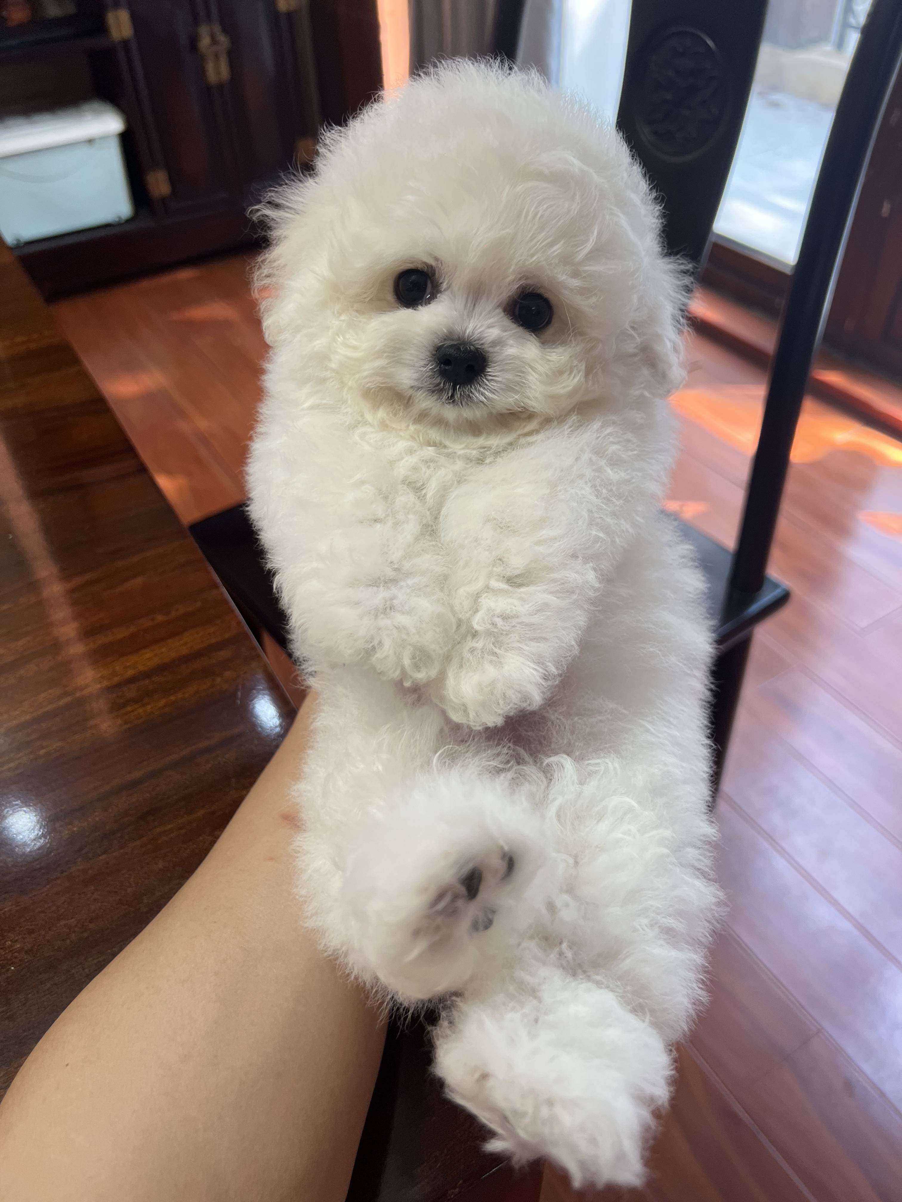 名士宠物深圳纯种幼犬长不大垂耳小体比熊宠物狗纯血统基本不掉毛