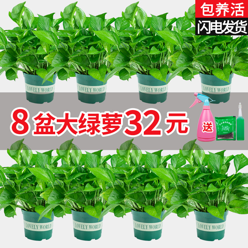 绿萝除甲醛植物花卉办公室