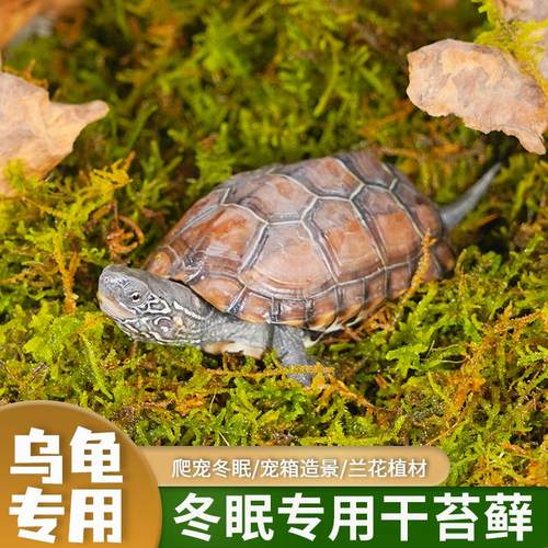 乌龟冬眠干苔藓爬宠垫材用品透气守宫寄居蟹角蛙造景水苔专用椰土