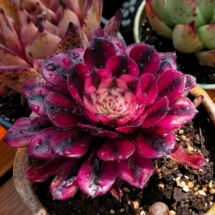 法师新三仙凤凰孔雀火凤凰红酒解百纳老桩群生