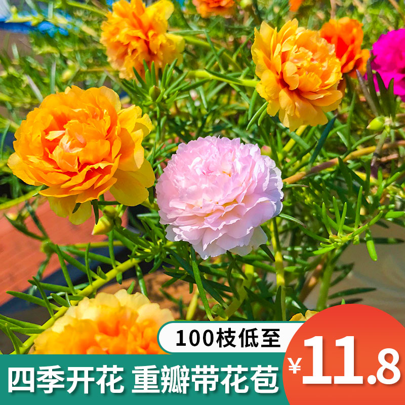 重瓣太阳花苗枝条种孑子混色大花带根带花苞绿植室内盆栽四季开花