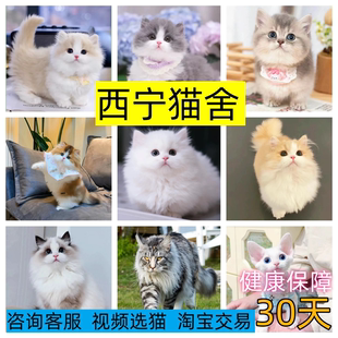 【西宁猫舍】英短幼猫渐层美短加白曼基康矮脚猫折耳短腿猫拿破仑