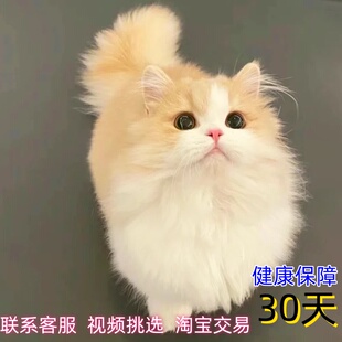 宠物猫咪活物英短乳色纯乳白曼基康矮脚猫纯种活体猫舍短腿幼崽猫